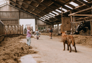Bambini giocano in una stalla con un cane e mucche, vacanza a Feather Down Botterheerd a Groningen, Paesi Bassi.