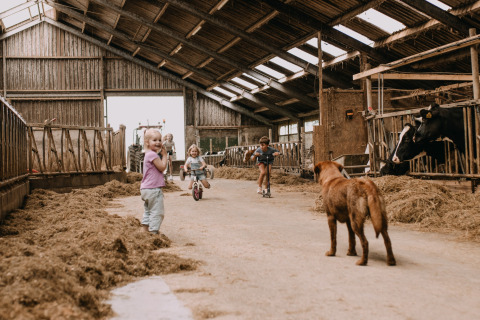 Kinder spielen in einer Scheune mit einem Hund und Kühen, Urlaub im Feather Down Botterheerd, Groningen.