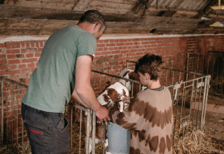 A man and boy feed a calf in a barn at Feather Down Botterheerd, a holiday park in Groningen, Netherlands.
