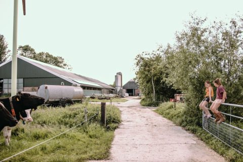 Two children sit on a fence at Feather Down Botterheerd farm holiday park in Groningen, Netherlands, near a cow.
