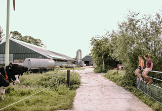 Two children sit on a fence at Feather Down Botterheerd farm holiday park in Groningen, Netherlands, near a cow.