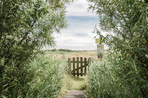 Puerta de madera y sendero entre arbustos verdes, abriendo paso a un prado soleado en zona de glamping.