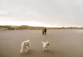 Due cani giocano su una spiaggia sabbiosa vicino a un glamping, con due persone che camminano sullo sfondo.