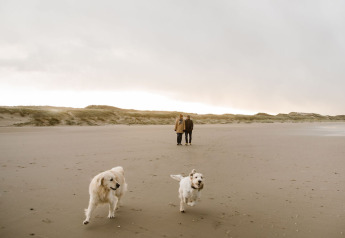 Deux chiens jouent sur la plage près d'un hébergement glamping, tandis que deux personnes marchent au fond.