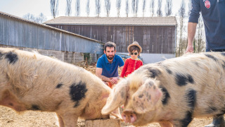 Un hombre y un niño observan dos cerdos en una granja en Feather Down L'Étable des Mauges en Anjou, Francia.
