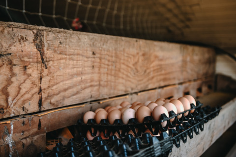 Œufs frais en cagettes dans un poulailler, l’un des atouts du Feather Down Ô manoir de Glams en Normandie.