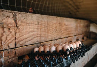 Œufs frais en cagettes dans un poulailler, l’un des atouts du Feather Down Ô manoir de Glams en Normandie.