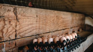 Huevos frescos en bandejas dentro de un gallinero en Feather Down Ô manoir de Glams, Normandía, Francia.