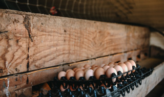 Huevos frescos en bandejas dentro de un gallinero en Feather Down Ô manoir de Glams, Normandía, Francia.