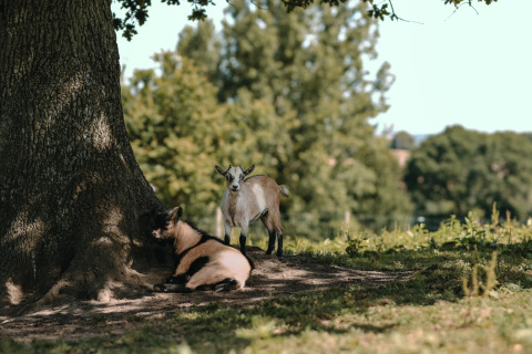 Dos cabras descansan bajo un gran árbol en el parque Feather Down Ô manoir de Glams en Normandía, Francia.