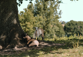 Zwei Ziegen ruhen sich unter einem großen Baum im Ferienpark Feather Down Ô manoir de Glams in der Normandie aus.