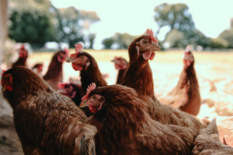 Un groupe de poules brunes en extérieur à Feather Down Ô manoir de Glams, parc de vacances en Normandie, France.
