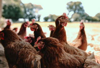 Un gruppo di galline marroni all'aperto al Feather Down Ô manoir de Glams, villaggio vacanze in Normandia, Francia.