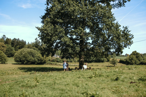 Famiglia e capre sotto un grande albero a Feather Down Ô manoir de Glams, parco vacanze in Normandia, Francia.