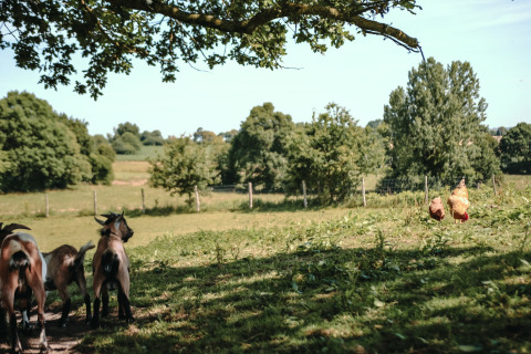 Goats and chickens grazing on green pasture at Feather Down Ô manoir de Glams in Normandy, France.