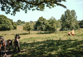 Chèvres et poules paissent dans les prés du Feather Down Ô manoir de Glams en Normandie, France.