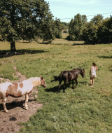 Una mujer camina con dos caballos por un campo de hierba junto a un edificio de piedra en Normandía, Francia.