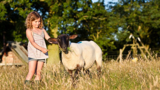 Et ungt barn fodrer et får på marken under solskin på BoerenBed Sunninglye Farm i Østengland.