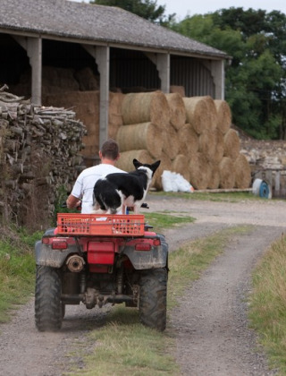 Hombre conduce un quad con perro blanco y negro por un sendero rural junto a pacas de heno en Feather Down Lunsford Farm.