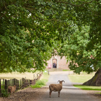 Deux moutons se promènent sur une allée bordée d’arbres près de Colchester, dans l’est de l’Angleterre.