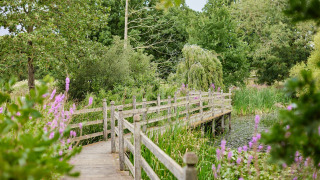 Passerelle et pont en bois avec fleurs sauvages violettes à Feather Down Layer Marney Tower, Angleterre.