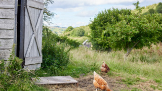 Gallinas buscando alimento cerca de un cobertizo de madera en Feather Down Pant y March Farm, Gales.
