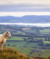 Oveja en una ladera con vistas a campos verdes, cerca de un parque vacacional con glamping.