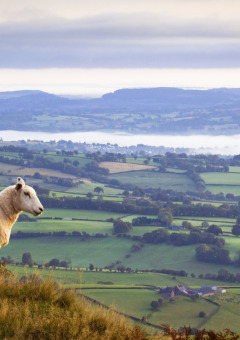 Een schaap staat op een heuvel met uitzicht op groene velden bij een vakantiepark met glamping.
