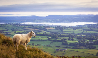 Un mouton sur une colline surplombant des champs verts, près d’un parc de vacances pour glamping.