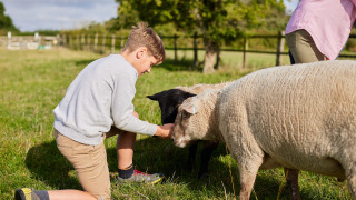 Garçon nourrissant des moutons à Feather Down College Farm, un parc de vacances dans l'Est de l'Angleterre.