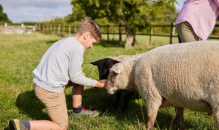 Garçon nourrissant des moutons à Feather Down College Farm, un parc de vacances dans l'Est de l'Angleterre.