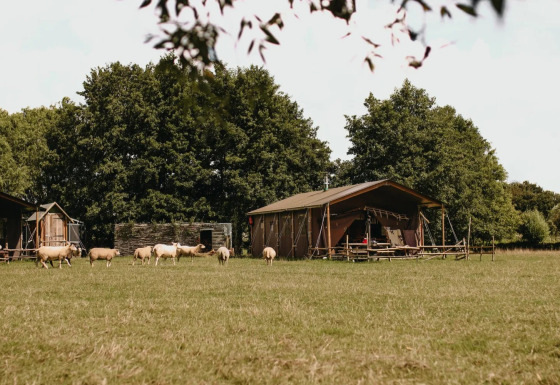 Tienda safari Tent house con ducha privada en Feather Down Landgoed ter Wijnendale, Bélgica, con ovejas pastando.