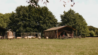 Tente safari Tent house avec douche privée à Feather Down Landgoed ter Wijnendale en Belgique, entourée de moutons.