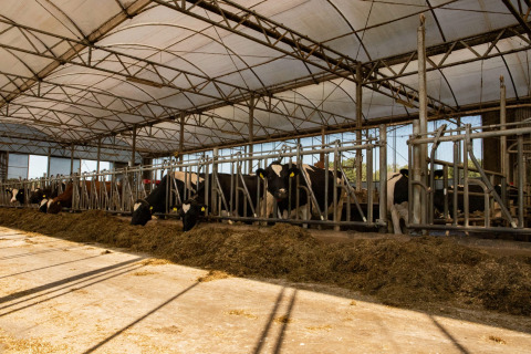 Vacas en un gran establo en Feather Down Het Wesselink en Salland, parque vacacional en Overijssel, Países Bajos.