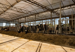 Cows standing in a large barn at Feather Down Het Wesselink in Salland, holiday park in Overijssel, Netherlands.