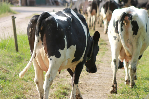 Cows walking down a path at Feather Down Het Wesselink in Salland, holiday park in Overijssel, Netherlands.