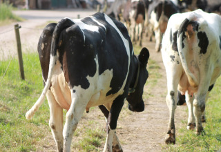 Des vaches marchent sur un chemin à Feather Down Het Wesselink à Salland, parc de vacances en Overijssel, Pays-Bas.