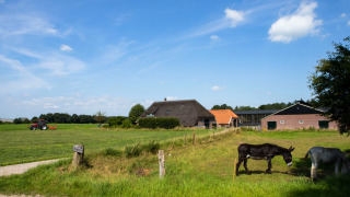Blick auf Feather Down Het Wesselink in Salland, mit Eseln auf der Weide und Traktor im Hintergrund.