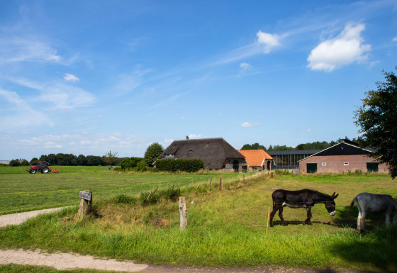 Boerderijzicht bij Feather Down Het Wesselink in Salland, met ezels in de wei en een verre tractor.