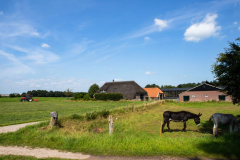 Boerderijzicht bij Feather Down Het Wesselink in Salland, met ezels in de wei en een verre tractor.