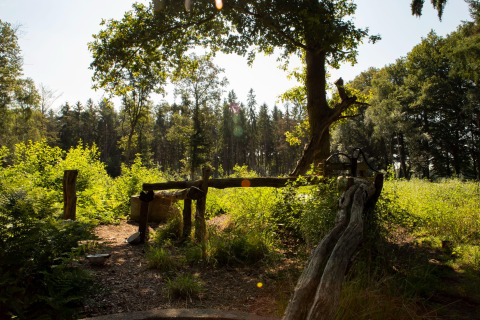 Foto de un claro de bosque soleado con una antigua bomba de agua en Feather Down Het Wesselink, Overijssel.