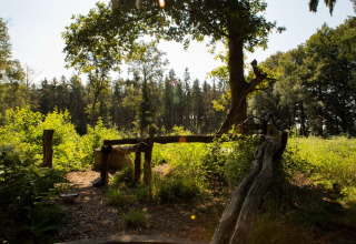 Photo of a sunlit forest clearing with an old water pump at Feather Down Het Wesselink in Salland, Overijssel.