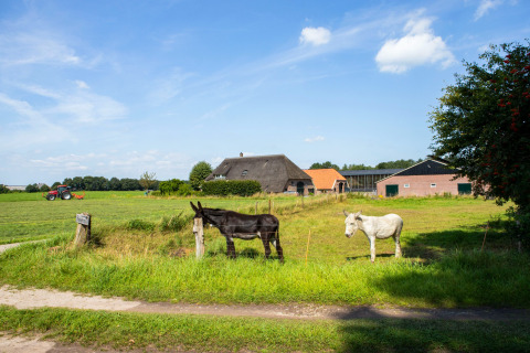 Vista di Feather Down Het Wesselink a Salland, Overijssel, Paesi Bassi, con asini e fattoria sullo sfondo.