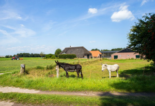 Vista di Feather Down Het Wesselink a Salland, Overijssel, Paesi Bassi, con asini e fattoria sullo sfondo.