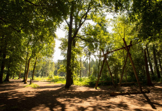 Claro de bosque soleado con columpio de madera en Feather Down Het Wesselink, parque vacacional en Overijssel.