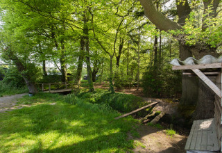 Vista naturale presso Feather Down Het Wesselink a Salland, Overijssel, Paesi Bassi, con alberi e un ponticello.