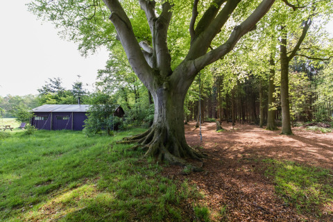 Grande albero con altalena vicino a una baita a Feather Down Het Wesselink in Salland, Overijssel, Paesi Bassi.