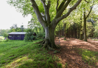 Grande albero con altalena vicino a una baita a Feather Down Het Wesselink in Salland, Overijssel, Paesi Bassi.