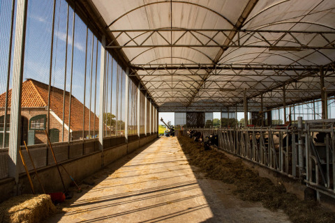 Interior de un establo con vacas comiendo heno en Feather Down Het Wesselink en Salland, Overijssel.
