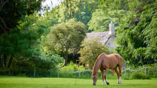 En hest græsser på en grøn mark med et bondehus i baggrunden på Feather Down Hidcote Manor Farm, West Midlands.